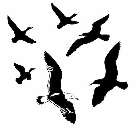 simsearch:400-04732852,k - vector silhouettes flying birds on white background Photographie de stock - Aubaine LD & Abonnement, Code: 400-04732852