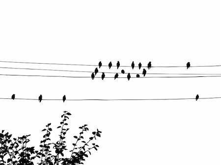 simsearch:400-04717615,k - Birds on Wires Foto de stock - Super Valor sin royalties y Suscripción, Código: 400-04732884