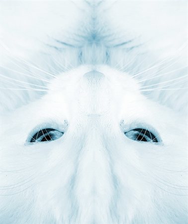 simsearch:400-04667267,k - White cat:closeup Photographie de stock - Aubaine LD & Abonnement, Code: 400-04732983