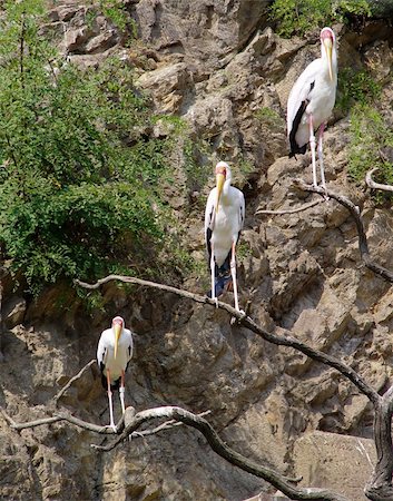 Three white storks at stone background Stock Photo - Budget Royalty-Free & Subscription, Code: 400-04733227