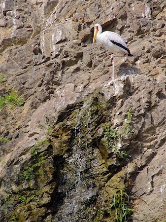 Alone white storks at the rock near waterfall Stock Photo - Budget Royalty-Free & Subscription, Code: 400-04733228
