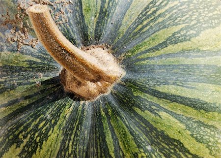 simsearch:400-05714074,k - Detail of a large green gourd and it's stalk Photographie de stock - Aubaine LD & Abonnement, Code: 400-04733427