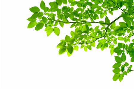 Green leaves on white background Photographie de stock - Aubaine LD & Abonnement, Code: 400-04733717