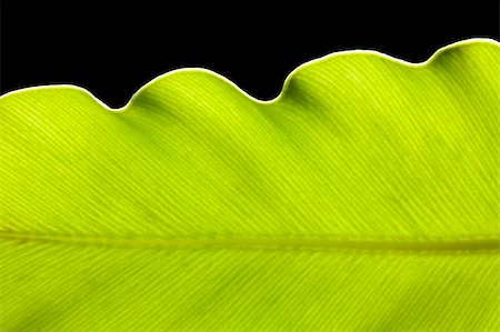 green leaf background Fotografie stock - Microstock e Abbonamento, Codice: 400-04733718