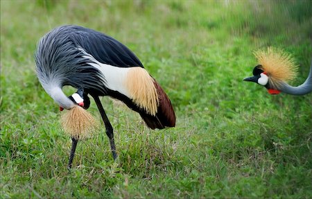 simsearch:400-04334004,k - Curiosity. The crane peeps behind the the neighbor a crane.Black crowned crane. Stock Photo - Budget Royalty-Free & Subscription, Code: 400-04733778