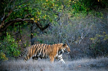 simsearch:400-04687953,k - A huge male tiger walking in the jungles of Bandhavgarh National Park, India Fotografie stock - Microstock e Abbonamento, Codice: 400-04733773