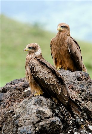 front view of flying bird - Black Kite (Milvus migrans.) Two Black kites sit on a stone, a green grass. Stock Photo - Budget Royalty-Free & Subscription, Code: 400-04733780