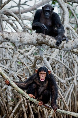 The young chimpanzee sits on roots mangrove tree, hardly his mother further sits Stock Photo - Budget Royalty-Free & Subscription, Code: 400-04733841