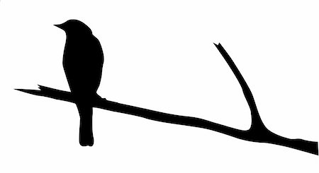 simsearch:400-04223806,k - vector silhouette of the bird on branch Stock Photo - Budget Royalty-Free & Subscription, Code: 400-04733876