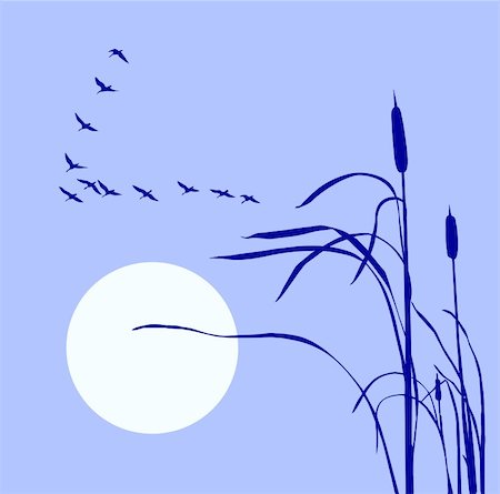 sedge grasses - drawing flock geese on bulrush Stock Photo - Budget Royalty-Free & Subscription, Code: 400-04733882
