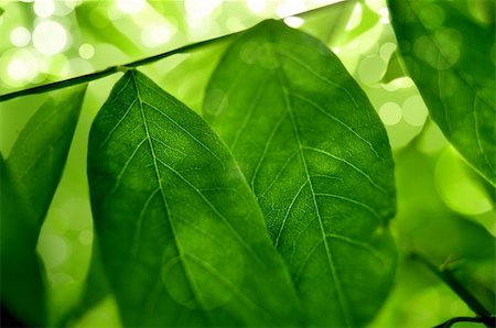 shantishanti (artist) - Tee leafs in with green background Fotografie stock - Microstock e Abbonamento, Codice: 400-04733981