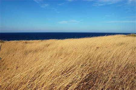 yellow dry grass field, blue sea and sky Foto de stock - Royalty-Free Super Valor e Assinatura, Número: 400-04744210