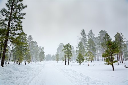 flagstaff - Snow storm in the forest near Flagstaff, Arizona Stockbilder - Microstock & Abonnement, Bildnummer: 400-04744260