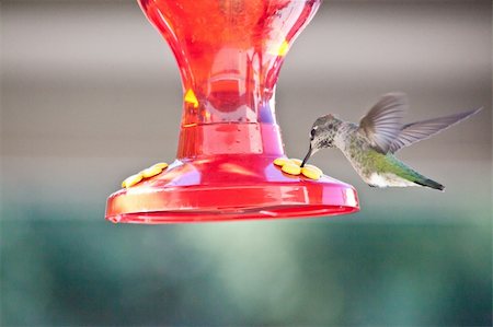 simsearch:400-04858235,k - Anna's Hummingbird (Calypte anna) is a medium-sized hummingbird native to the west coast of North America. Foto de stock - Super Valor sin royalties y Suscripción, Código: 400-04744293