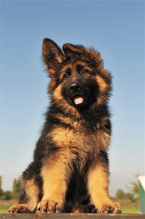 portrait of a cute puppy purebred german shepherd, focus on the eyes Photographie de stock - Aubaine LD & Abonnement, Code: 400-04744309