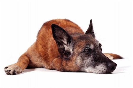 simsearch:400-06797659,k - old purebred belgian sheepdog malinois laid down in front of white background Photographie de stock - Aubaine LD & Abonnement, Code: 400-04744316