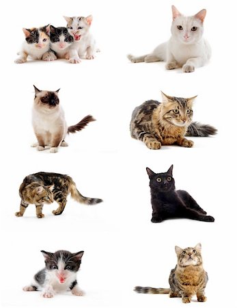 simsearch:400-07417483,k - cats and kitten on a white background Photographie de stock - Aubaine LD & Abonnement, Code: 400-04744317