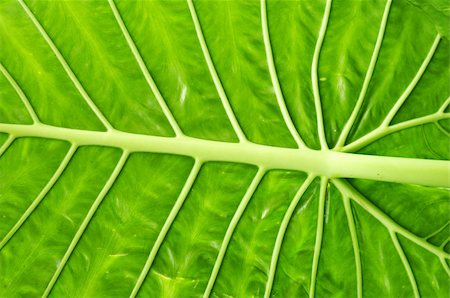 single geometric shape - the detail of green yam leaf texture Stock Photo - Budget Royalty-Free & Subscription, Code: 400-04744605