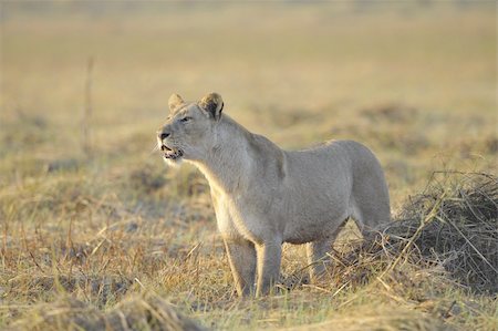 simsearch:400-04276028,k - A lioness with new-born antelope prey. The lioness goes on savanna and bears the killed kid of an antelope. A yellow grass. The morning sun. Stockbilder - Microstock & Abonnement, Bildnummer: 400-04744675