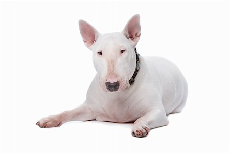 simsearch:400-04227793,k - Bull terrier isolated on a white background Stockbilder - Microstock & Abonnement, Bildnummer: 400-04744681