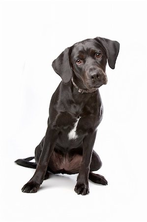 mixed breed lab cross - one year old isolated on white background Stock Photo - Budget Royalty-Free & Subscription, Code: 400-04744695