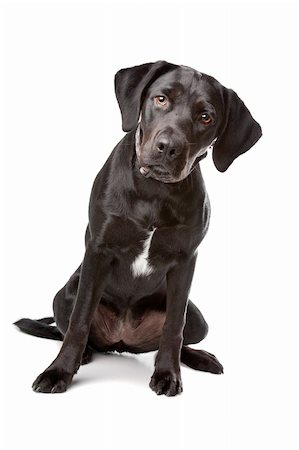 mixed breed lab cross - one year old isolated on white background Stock Photo - Budget Royalty-Free & Subscription, Code: 400-04744696