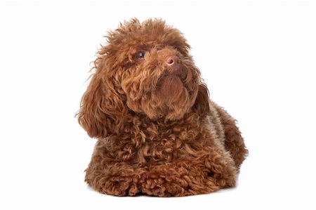 Brown toy poodle with classic grooming in a pose Stock Photo - Budget Royalty-Free & Subscription, Code: 400-04744697