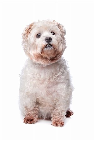 West Highland White Terrier in front of white background Photographie de stock - Aubaine LD & Abonnement, Code: 400-04744706