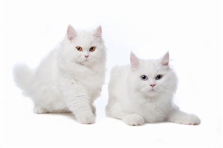 two White cats with blue and yellow eyes. On a white background Stock Photo - Budget Royalty-Free & Subscription, Code: 400-04744709