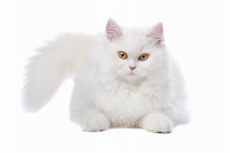 simsearch:400-05101651,k - White cat with yellow eyes. On a white background Photographie de stock - Aubaine LD & Abonnement, Code: 400-04744710