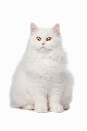 simsearch:400-05101651,k - White cat with yellow eyes. On a white background Photographie de stock - Aubaine LD & Abonnement, Code: 400-04744711