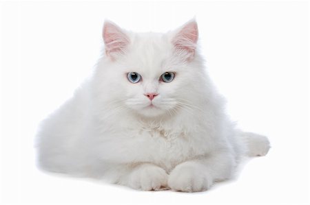 shocked face animal - White cat with blue eyes. On a white background Stock Photo - Budget Royalty-Free & Subscription, Code: 400-04744712