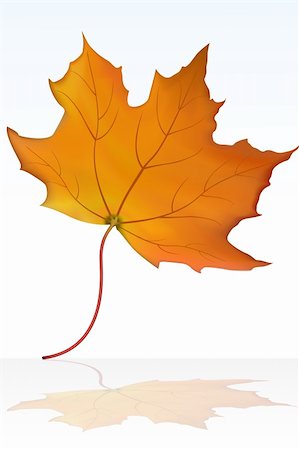 simsearch:400-06564249,k - illustration of vector maple leaf Stockbilder - Microstock & Abonnement, Bildnummer: 400-04744916
