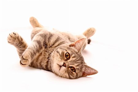 simsearch:400-04745326,k - Young cat isolated on white Stock Photo - Budget Royalty-Free & Subscription, Code: 400-04745296