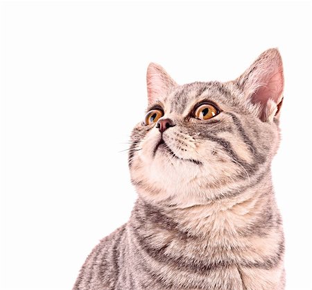 simsearch:400-04745326,k - Young cat isolated on white Stock Photo - Budget Royalty-Free & Subscription, Code: 400-04745321