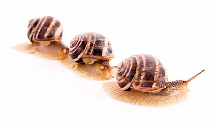 simsearch:400-04740730,k - Three snails isolated on white Photographie de stock - Aubaine LD & Abonnement, Code: 400-04745665