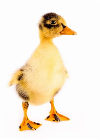 simsearch:400-04277046,k - Duckling isolated on white Foto de stock - Royalty-Free Super Valor e Assinatura, Número: 400-04745779