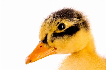 simsearch:400-04277047,k - Duckling isolated on white Stock Photo - Budget Royalty-Free & Subscription, Code: 400-04745780