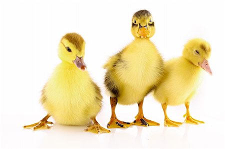 Three ducklings isolated on white Stock Photo - Budget Royalty-Free & Subscription, Code: 400-04745792