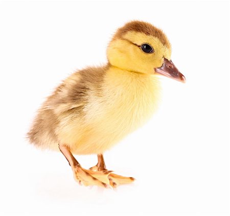 simsearch:400-04277046,k - Duckling isolated on white Foto de stock - Royalty-Free Super Valor e Assinatura, Número: 400-04745793