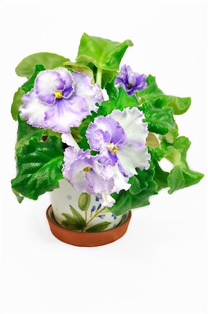 simsearch:400-04701965,k - White pot with violet with white violets over white background Photographie de stock - Aubaine LD & Abonnement, Code: 400-04745812