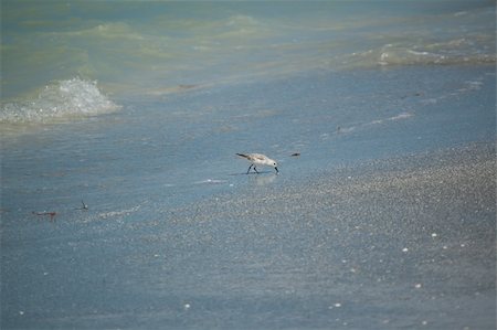 simsearch:400-04277227,k - A Sanderling (Calidris alba) feeds in the shallow  waters of a Florida beach. Stock Photo - Budget Royalty-Free & Subscription, Code: 400-04746106