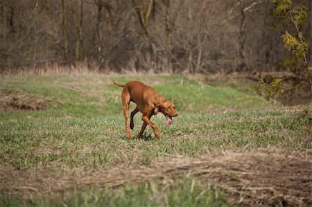 simsearch:400-04271926,k - A Hungarian Vizsla dog walks through a grassy field in the spring. Stock Photo - Budget Royalty-Free & Subscription, Code: 400-04746109