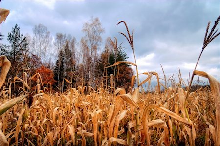 Rural landscape with field of corn Stock Photo - Budget Royalty-Free & Subscription, Code: 400-04746142