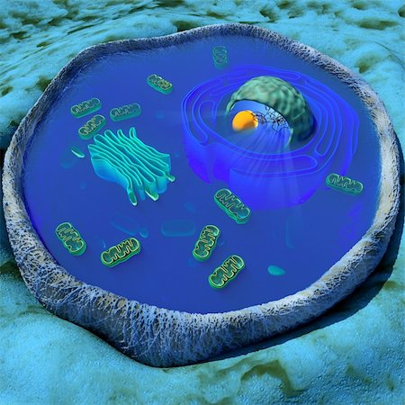 3D illustration of a human or animal cell in cross section Stock Photo - Budget Royalty-Free & Subscription, Code: 400-04746151