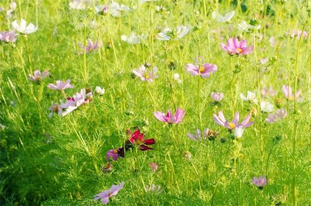 Garden cosmos or Mexican aster at morning Photographie de stock - Aubaine LD & Abonnement, Code: 400-04746348