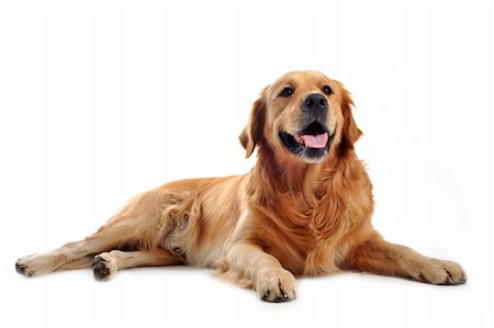 simsearch:400-04283000,k - purebred golden retriever laid down in front of a white background Stock Photo - Budget Royalty-Free & Subscription, Code: 400-04746381