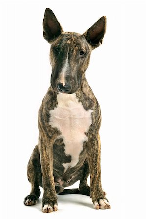 simsearch:400-07480637,k - portrait of a purebred brown bull terrier in front of white background Photographie de stock - Aubaine LD & Abonnement, Code: 400-04746382