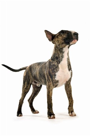 simsearch:400-06565918,k - portrait of a purebred brown bull terrier in front of white background Photographie de stock - Aubaine LD & Abonnement, Code: 400-04746383