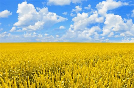 simsearch:400-07481137,k - Field of gold wheat and perfect blue sky Photographie de stock - Aubaine LD & Abonnement, Code: 400-04746442